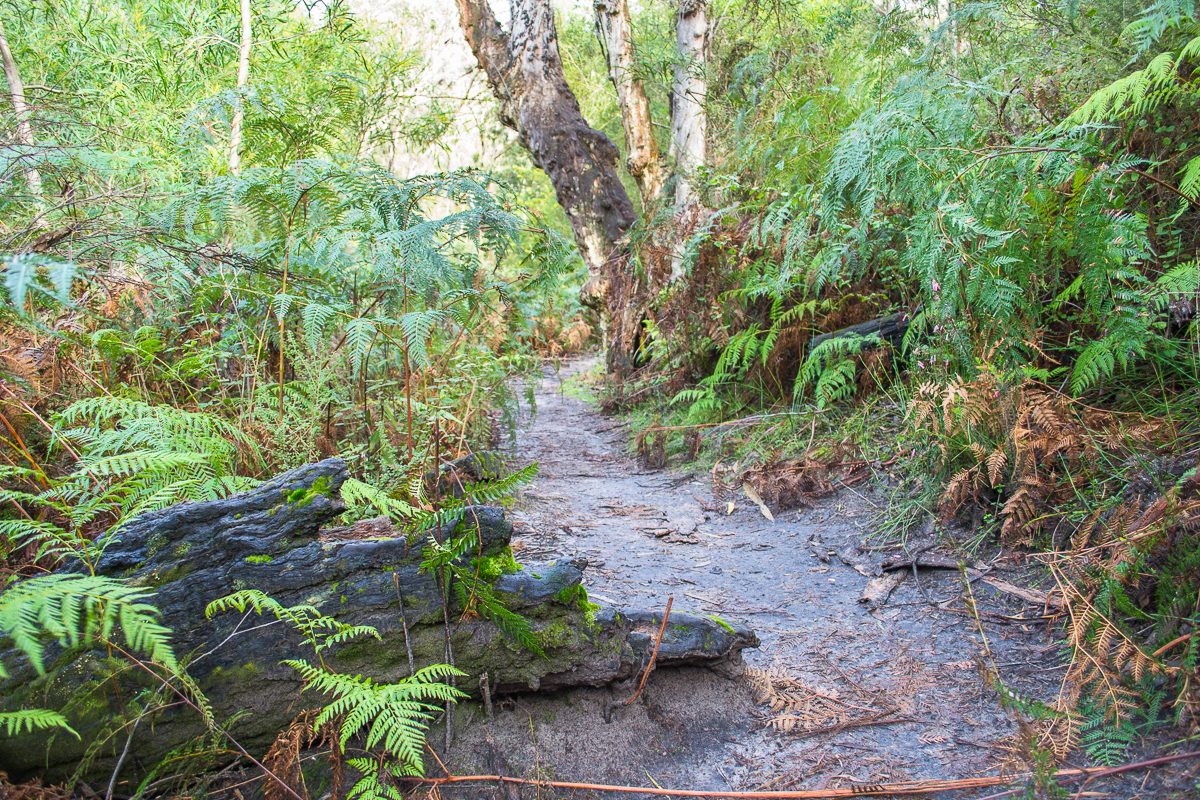 The track between the gorge and the Splitters Falls junction, lined with tree ferns
